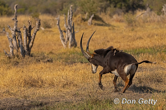 Sable antelope