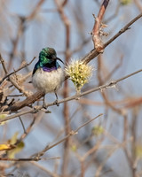 White-bellied Sunbird