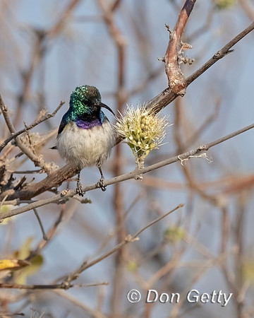 White-bellied Sunbird