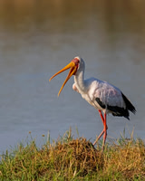 Yellow-billed Stork