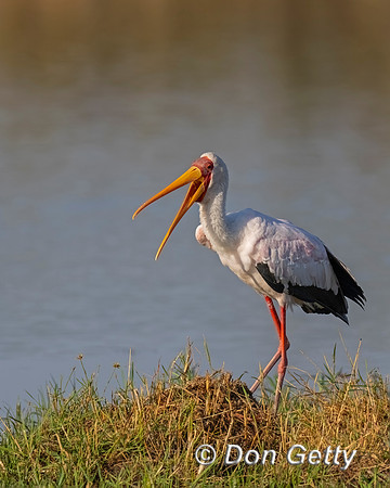 Yellow-billed Stork