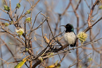 White-bellied Sunbird