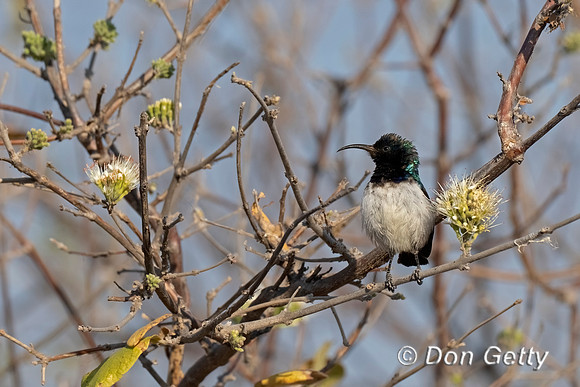 White-bellied Sunbird