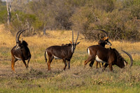 Sable Antelope