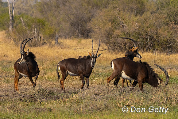 Sable antelope