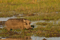 Warthog