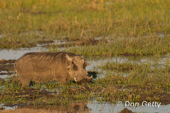 Warthog