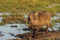 Warthog