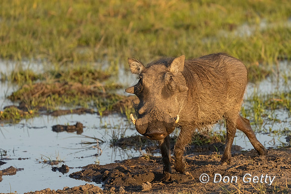 Warthog