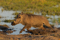 Warthog