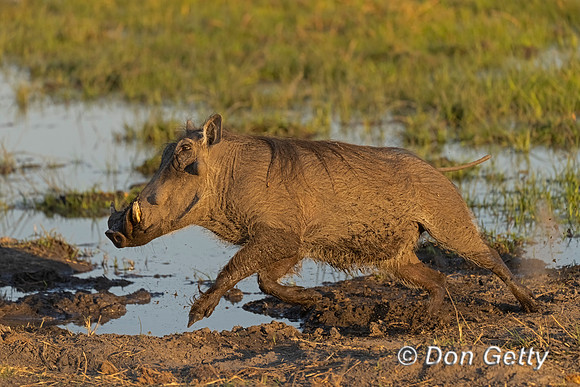 Warthog