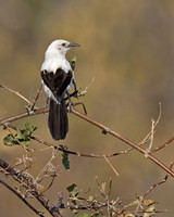 Southern Pied Babbler