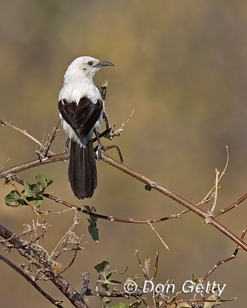 Southern Pied Babbler