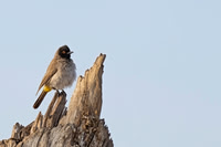 African red-eyed Bulbul