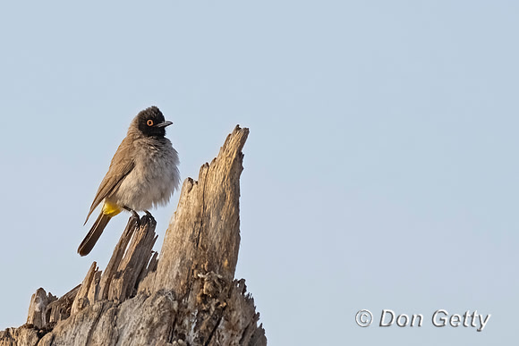African red-eyed Bulbul