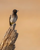African red-eyed Bulbul