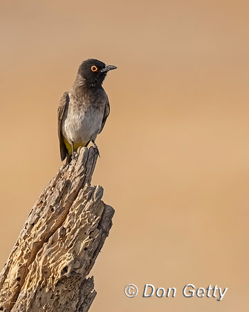 African red-eyed Bulbul