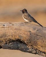 African red-eyed Bulbul