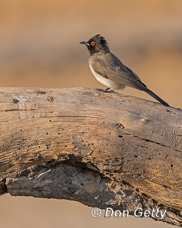 African red-eyed Bulbul