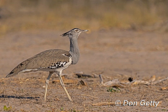 Kori Bustard