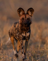 African Wild Dog