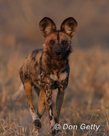 African Wild Dog