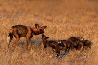 African Wild Dog