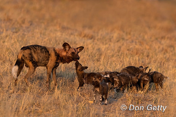 African Wild Dog