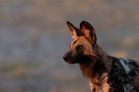 African Wild Dog