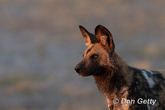African Wild Dog