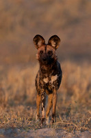 African Wild Dog