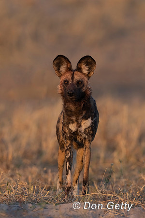 African Wild Dog