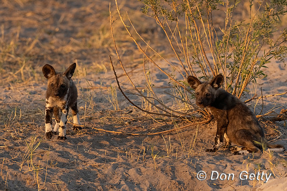 African Wild Dog