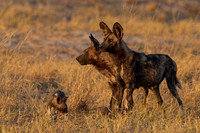 African Wild Dog