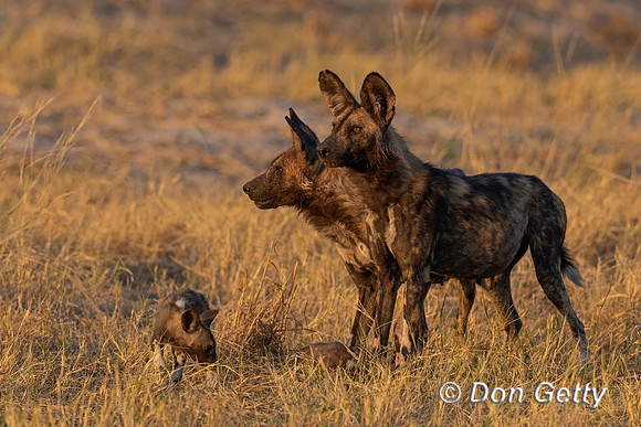 African Wild Dog