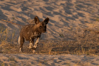 African Wild Dog