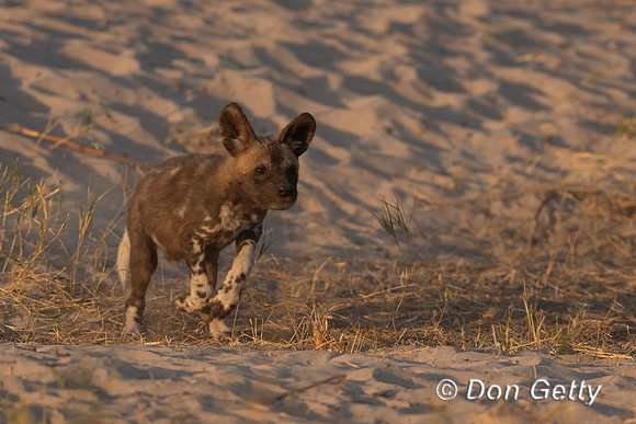 African Wild Dog