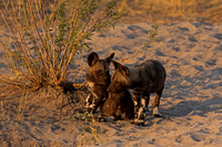 African Wild Dog