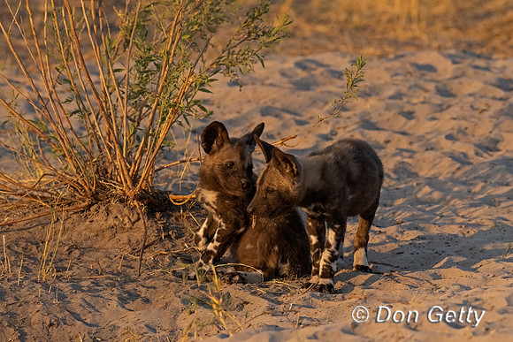 African Wild Dog