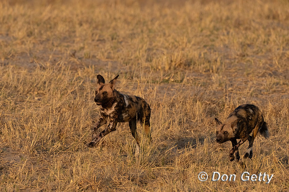 African Wild Dog