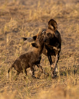 African Wild Dog