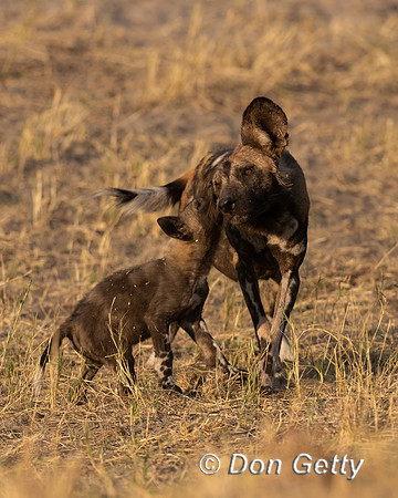 African Wild Dog