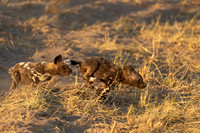 African Wild Dog