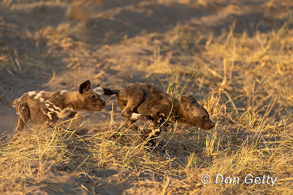 African Wild Dog