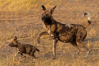African Wild Dog