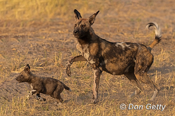 African Wild Dog