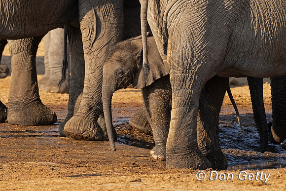 Elephant