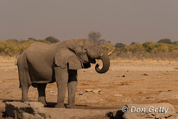 Elephant