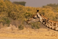 Southern Giraffe