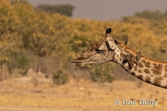 Southern Giraffe